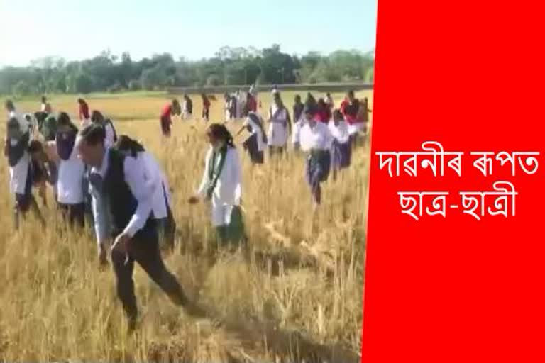 Students Busy in Paddy Field