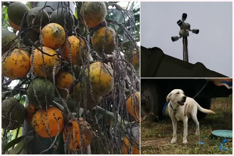 Installation of CCTV in farm  to prevent areca nut theft in Davanagere