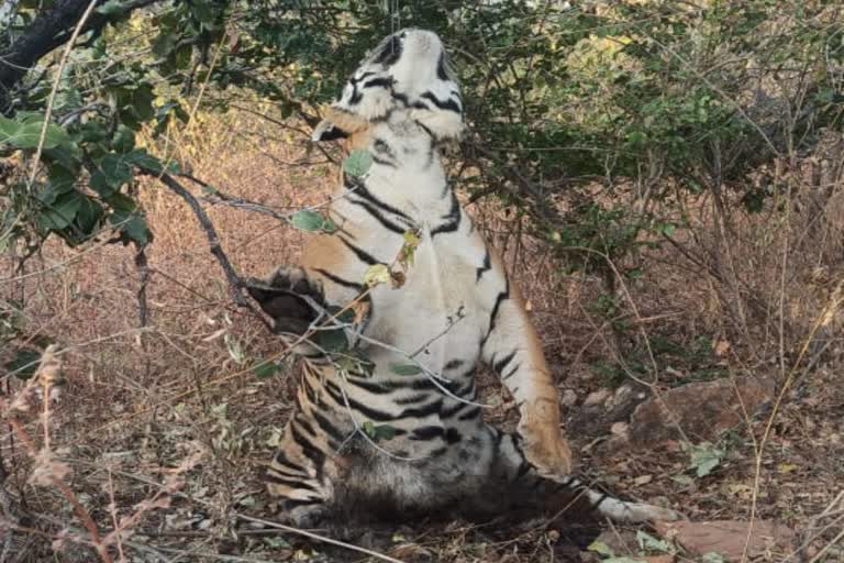 tiger body found hanging on tree