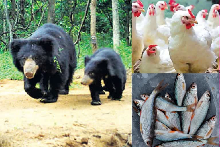 Bear threatened again in Agroda town, created ruckus at the meat shop