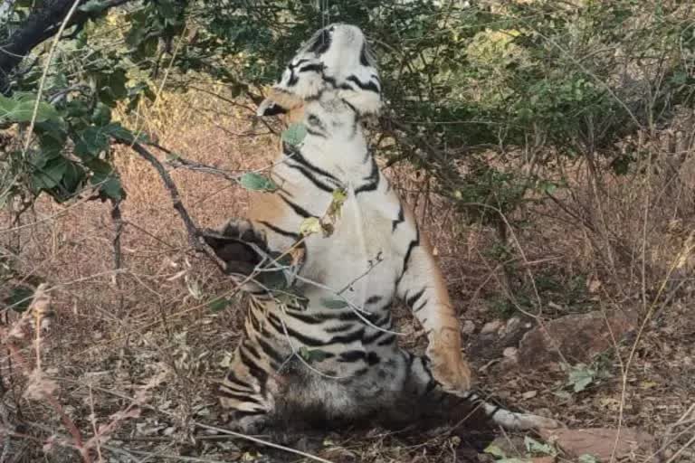 PANNA TIGER DEATH TIGER BODY FOUND HANGING ON TREE IN PANNA