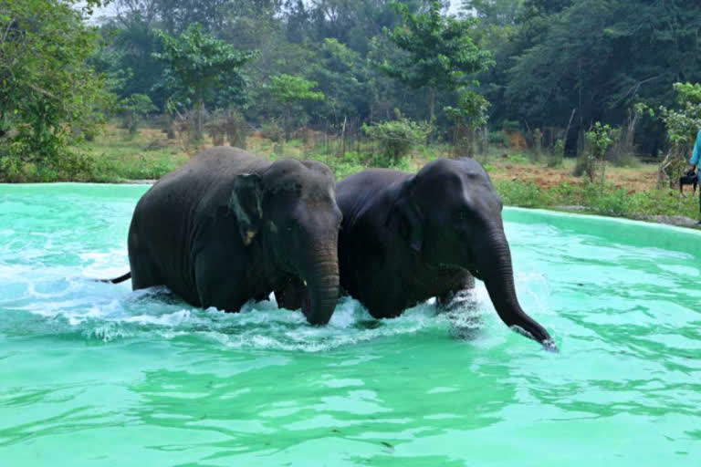 vandalur zoo  elephants  swimming pool for elephants  swimming pool  swimming pool for elephants in vandalur zoo  யானைகளுக்கு ஸ்விம்மிங் பூல்  வண்டலூர் உயிரியல் பூங்கா  வண்டலூர்  வண்டலூர் அறிஞர் அண்ணா உயிரியல் பூங்கா  யானைகள்  பூங்கா