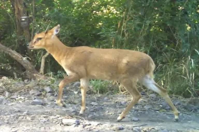 साल 2014 के बाद सरिस्का में नजर आया चौसिंगा हिरण