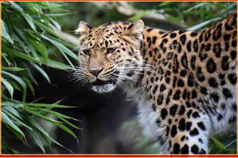 leopard Attacked