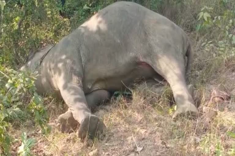 female elephant dead body rescue in sambalpur
