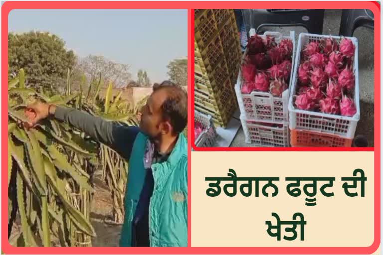 Ramesh Salaria of Dinanagar of Gurdaspur started the cultivation of dragon fruit