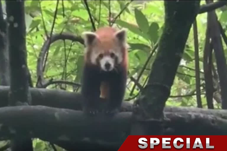 Himalayan Red Panda is Adopted by A Club in Asansol after Read ETV Bharat News