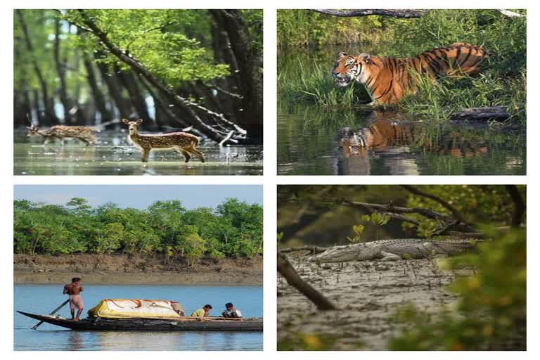 is Development is Destroying Sundarbans Ecosystem