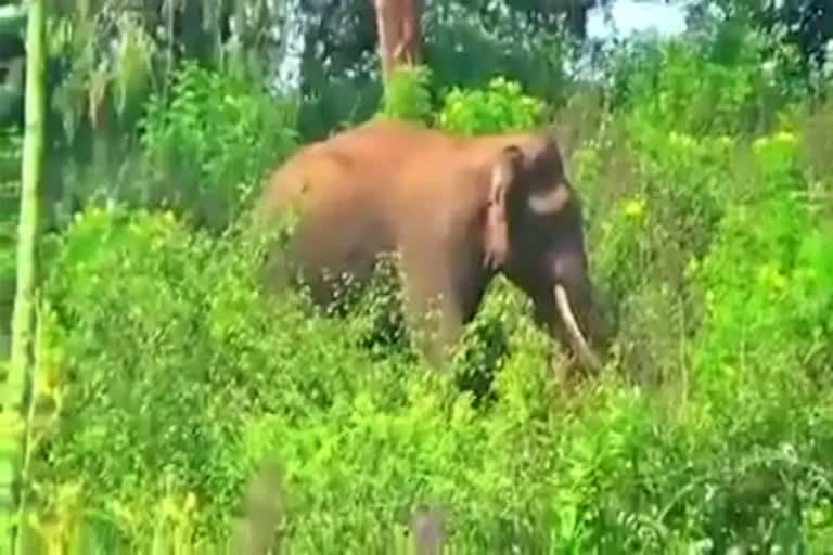 wild elephant