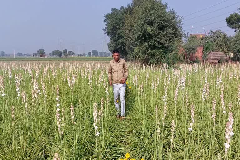 floriculture-and-ornamental-plant-cultivation-in-faridabad