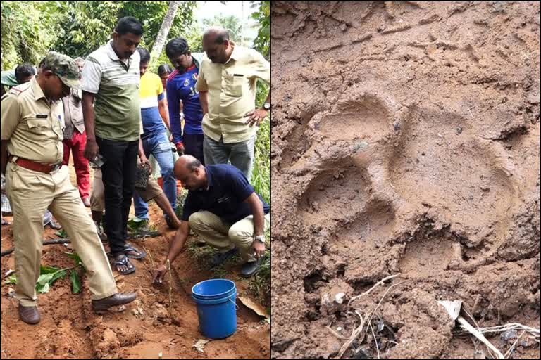 tiger footprints in idukki updation  കടുവയുടെ കാൽപ്പാടുകൾ  വനംവകുപ്പ് നിരീക്ഷണം  അമ്പിളിക്കുന്ന് മേഖലയിൽ കടുവയുടെ സാന്നിധ്യം  കടുവയുടെ സാന്നിധ്യം  കേരള വാർത്തകൾ  മലയാളം വാർത്തകൾ  അമ്പിളിക്കുന്ന് ഭാഗത്തും കടുവ  Forest Department surveillance  Presence of tiger in the area of Ambilikun  The presence of the tiger  kerala news  malayalam news