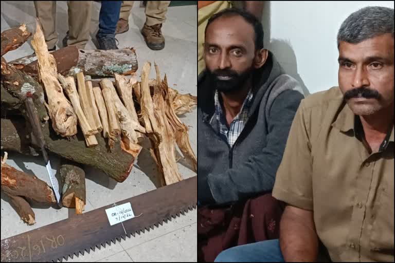 Two persons arrested for smuggling sandalwood  kerala news  malayalam news  sandalwood smuggling kottayam  ചന്ദനമരം വെട്ടിക്കടത്തി  ചന്ദനമരം വെട്ടിക്കടത്തിയ രണ്ടുപേര്‍ പിടിയില്‍  എട്ടാംമൈലിലെ കൈവശഭൂമി  കേരള വാർത്തകൾ  മലയാളം വാർത്തകൾ  കോട്ടയം വാർത്തകൾ  ചന്ദനത്തടികള്‍ കണ്ടെത്തി  വനംവകുപ്പ്  kottayam news  Sandalwood was cut down  Occupancy land at Eighth Mile