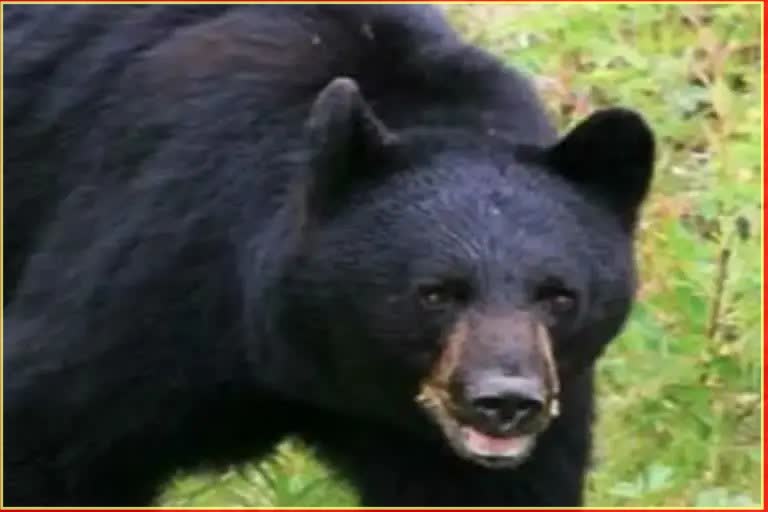 Bear coming to eat chicken