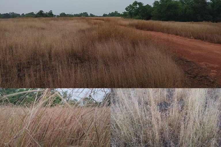 Purappullu a variety grass from inland hills  Purappullu disappearing from Upper Malabar  Upper Malabar  Upper Malabar natural varieties  ഇടനാടൻ കുന്നുകളിലെ പുരപ്പുല്ല്  ഉത്തരമലബാറിലെ ഇടനാടന്‍ ചെങ്കല്‍ കുന്നുകള്‍  പുരപ്പുല്ല്  ഇടനാടൻ ചെങ്കൽ കുന്നുകൾ  ജൈവ വൈവിധ്യത്തിന്‍റെ കലവറ