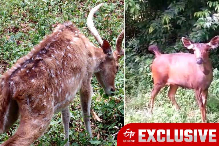 more than 27 deer die at Bengal Safari in 2 months for alleged carelessness, forest minister assures action