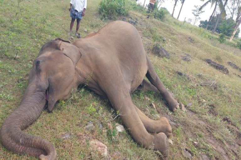 அரசு புறம்போக்கு நிலத்தில் பெண் யானை உயிரிழப்பு..! ; வனத்துறை விசாரணை