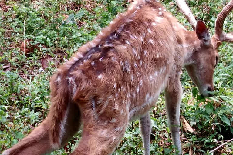 Siliguri (WB): The forest department has ordered a thorough probe over frequent deaths of spotted deer at Chief Minister Mamata Banerjee's dream project Bengal Safari Park in Darjeeling district of West Bengal. The forest department will also probe the negligence of the authorities as just two days ago, an Australian Kangaroo Alex, which was rescued from the clutches of the wildlife smugglers in north Bengal and sheltered in Bengal Safari Park died reportedly because of food-poisoning after consuming mushrooms.  As per records of the state forest department, as many as 27 spotted deer died in the last two months at Bengal Safari Park spread over 297 hectares of land. According to West Bengal Forest Minister, Jyotipriyo Mullick, a thorough enquiry will be conducted not just to ascertain the reasons behind the frequent deaths of the spotted deer but also to find out the corrective measures to be taken to prevent them.  He also said that if negligence towards duties or procedural lapses are detected, disciplinary and departmental proceedings will also be initiated accordingly.  Siliguri Optopic Society President Deepjyoti Chakraborty said, "Bengal Safari Park is one of the best safari parks in the country. Such negligence are not acceptable there. As poaching is a risk from the deer, there are many leopards in the nearby Mahananda Sanctuary who can hunt the deer if he start to search for prey."  Also read: Karnataka: Three arrested for hunting deer, peacocks in Kalaburagi  It was learnt that the matter of broken fencing walls of the deer enclosure was brought to the notice of the Bengal Safari Park authorities first by Solitary Nature and Animal Protection Foundation, popularly known as SNAP Foundation.   When contacted, SNAP Foundation director, Koustav Choudhury said, "There have been allegations of negligence against Bengal Safari Park for several months. Recently, a kangaroo died. Now the deer enclosure is broken, the watch tower is in a poor condition."  "The deer have escaped from the specified enclosure and are at large but the park authorities are indifferent. Those deer will be killed by poachers and smuggled if they are not rescued back quickly. We demand quick action," he added.