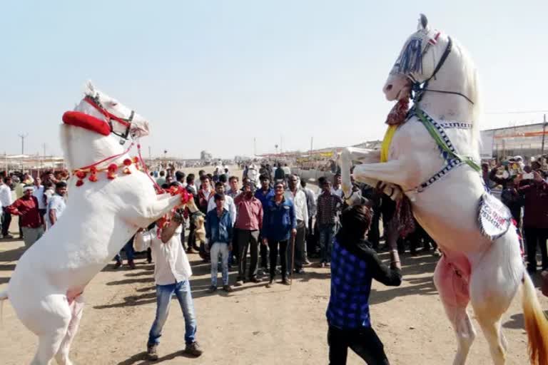 चेतक फेस्टीव्हलमध्ये अश्व नृत्य स्पर्धांसाठी देशभरातील अश्व दाखल