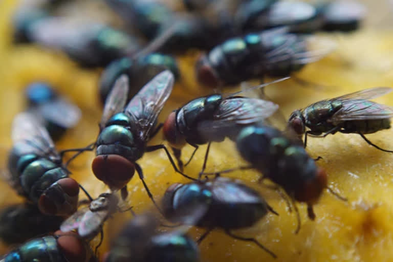 Uttar Pradesh: Menace of flies in villages of Ahirori block in Hardoi