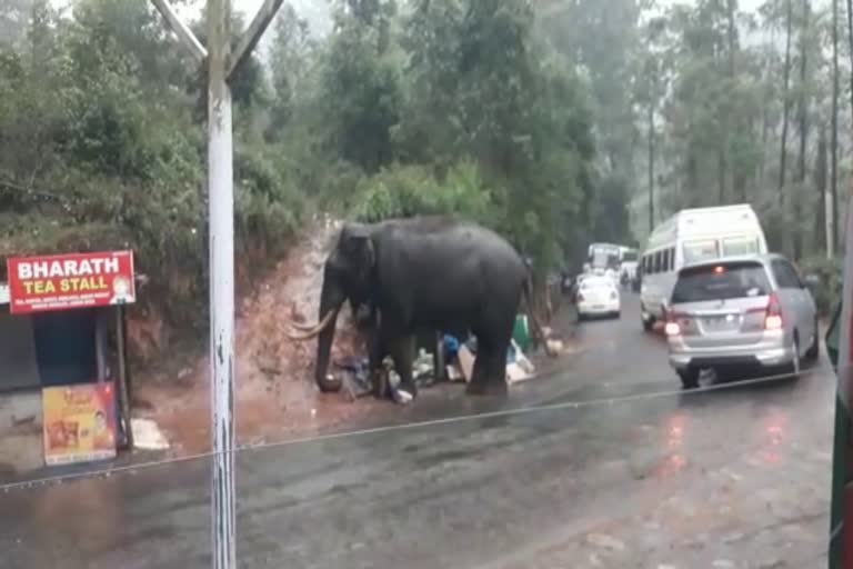 Idukki  Wild elephant  padayappa  munnar  Tender coconuts  pineapple  കൈയ്യടക്കി  പടയപ്പ  മൂന്നാറിലെ റോഡ്  കരിക്കും പൈനാപ്പിളും  കാട്ടുകൊമ്പൻ  കൊമ്പൻ  മാട്ടുപ്പെട്ടി  ഭക്ഷണ സാധനങ്ങൾ  കച്ചവടശാല  ഇടുക്കി