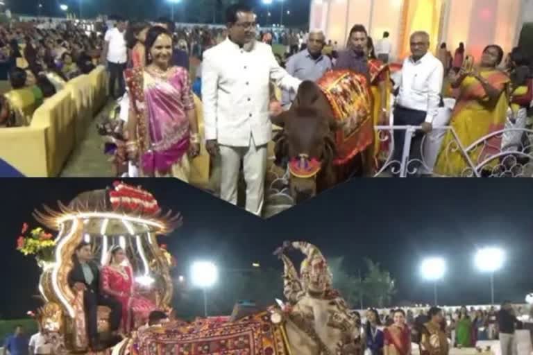 A unique wedding of a farmer's daughter in Surat