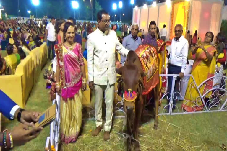 Unique wedding: Man gifts a cow to daughter at her wedding