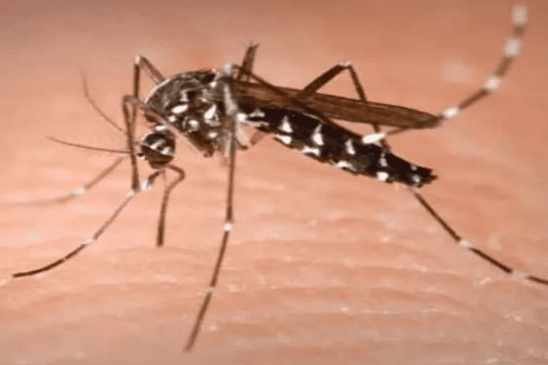 Dengue outbreak reduced in Hisar 4 new cases found in Hisar Dengue cases in Hisar