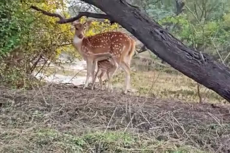 Black Buck Rehabilitation in Ghana along with other wildlife animals