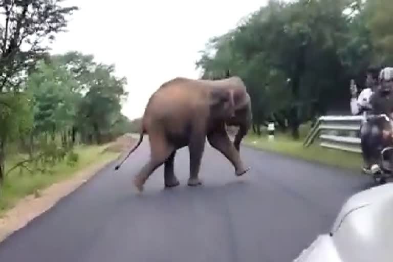 Video:ஹாயாக செல்பி எடுத்த நபரை ஆக்ரோஷமாக துரத்திய யானை!