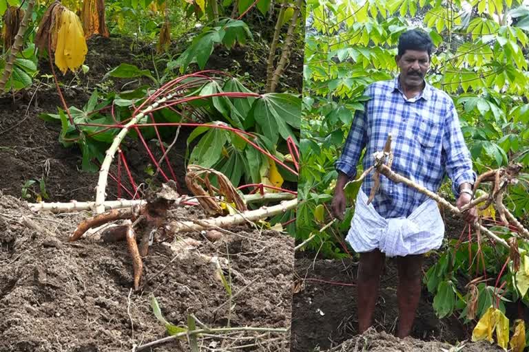 wild boar attack in Idukki High Range  wild boar attack  Farmers in High Range are in crisis  Idukki wild boar attack  ഹൈറേഞ്ചിലെ കര്‍ഷകരെ വലച്ച് കാട്ടുപന്നി  കാട്ടുപന്നി ആക്രമണം  അടിമാലി മച്ചിപ്ലാവ്  കാട്ടുപന്നി ശല്യം