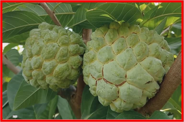 Custard Apple Cultivation