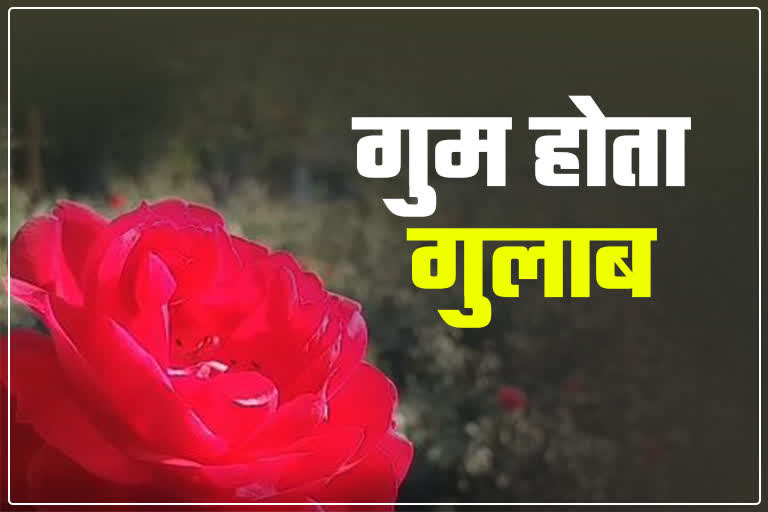 Rose cultivation decreased in Pushkar