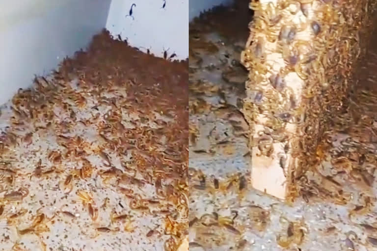 Watch: Thousands of scorpions in 'abandoned' house, video terrifies  internet, viral video of scorpions in house