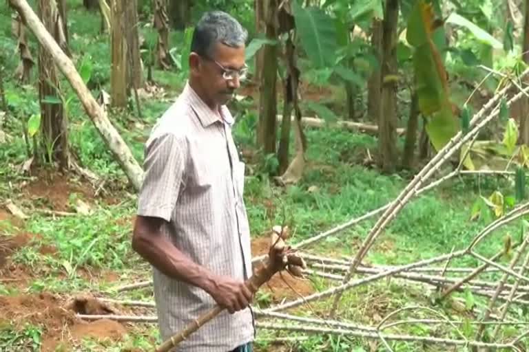 പാട്ടത്തിനെടുത്ത പറമ്പിൽ നടത്തിയ കപ്പേ Moshanam poyi  കപ്പയും വാഴക്കുലകളും മോഷണം  കോട്ടയം വാര്‍ത്തകള്‍  കോട്ടയം ജില്ല വാര്‍ത്തകള്‍  കോട്ടയം പുതിയ വാര്‍ത്തകള്‍  കൃഷി വാര്‍ത്തകള്‍  kottayam news updates  latest news in Kottayam  Crops were stolen from farm in Kottayam  കോട്ടയത്ത് കപ്പയും വാഴക്കുലകളും മോഷണം പോയി