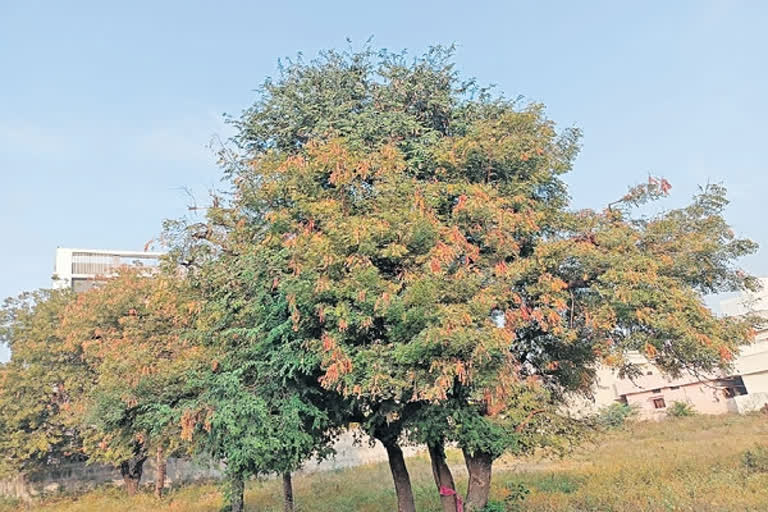 Neem Trees