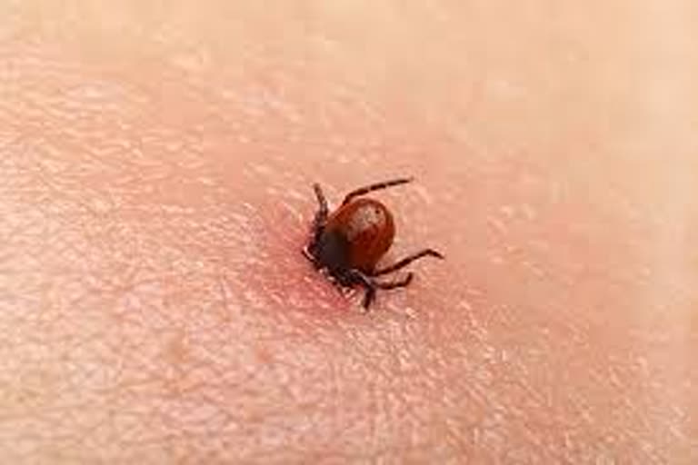 Animal lice are rampant in Idukki  Many people sought treatment for lice bites  people sought treatment for lice bites in Idukki  lice bites  Animal lice bite  മൃഗങ്ങളില്‍ കാണപ്പെടുന്ന പേന്‍ പെരുകുന്നു  പേന്‍ കടിയേറ്റ് ചികിത്സ തേടി  പേനിന്‍റെ ആക്രമണം  ഹാര്‍ഡ് ടിക് ഇനത്തില്‍പ്പെട്ട പേനുകള്‍  ഹാര്‍ഡ് ടിക്  കുരങ്ങുകളിലും കാട്ടുപന്നികളിലും കാണപ്പെടുന്ന പേന്‍  ജില്ല മെഡിക്കല്‍ ഓഫിസര്‍  ആരോഗ്യ വകുപ്പ്  മെഡിക്കല്‍ ക്യാമ്പ്  Hard Tick