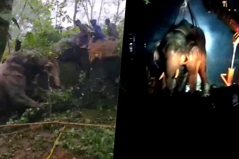 wild elephant  wild elephant attack  wild elephant bhaira  elephant killed two people caught  forest department  elephant attack in karnataka  latest news in karnataka  latest news today  latest national news  രണ്ട് മാസം കൊണ്ട് രണ്ട് പേരുടെ ജീവനെടുത്തു  അക്രമകാരിയായ കാട്ടാന  കാട്ടാന  കാട്ടാന ഒടുവില്‍ വനംവകുപ്പിന്‍റെ കെണിയില്‍  മുഡിഗേരെ ഫോറസ്‌റ്റ്  ഭൈര എന്ന കാട്ടാന  നഷ്‌ടപരിഹാരം വര്‍ധിപ്പിക്കാന്‍ സര്‍ക്കാര്‍  കര്‍ണാടക ഏറ്റവും പുതിയ വാര്‍ത്ത  ഇന്നത്തെ പ്രധാന വാര്‍ത്ത  ഏറ്റവും പുതിയ ദേശീയ വാര്‍ത്ത  ഇന്നത്തെ പ്രധാന വാര്‍ത്ത