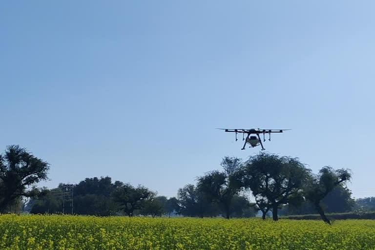 Urea spraying by drone in Bhiwani