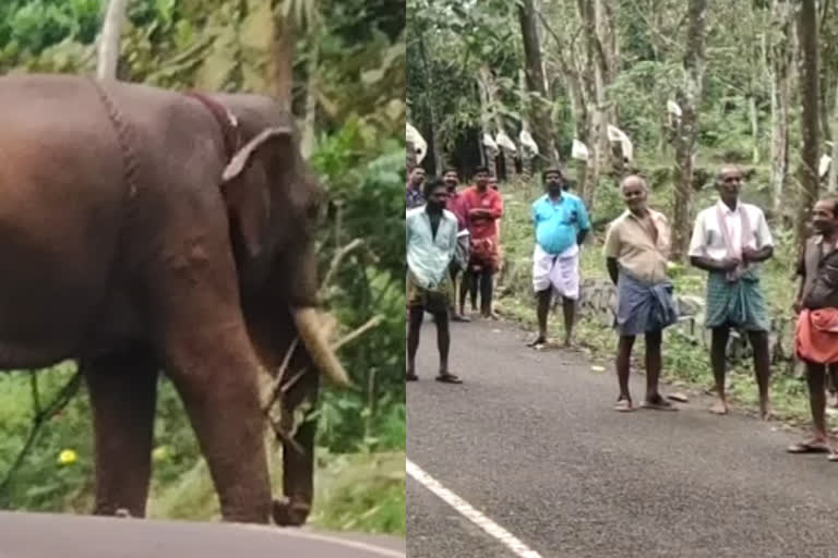 ആനയുടെ ആക്രമണത്തില്‍ പാപ്പാന് പരിക്ക്  Kottayam Vadayar  Kottayam Vadayar elephant attack one injured  കോട്ടയം