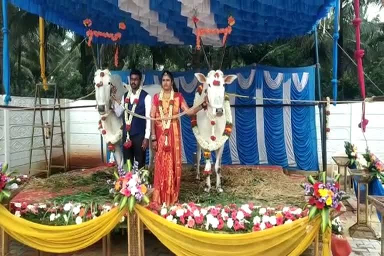 EKarnataka: Groom's loving pair of oxen witnessed his wedding, special stage had built for oxentv Bharat