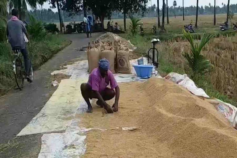 Paddy Farmers