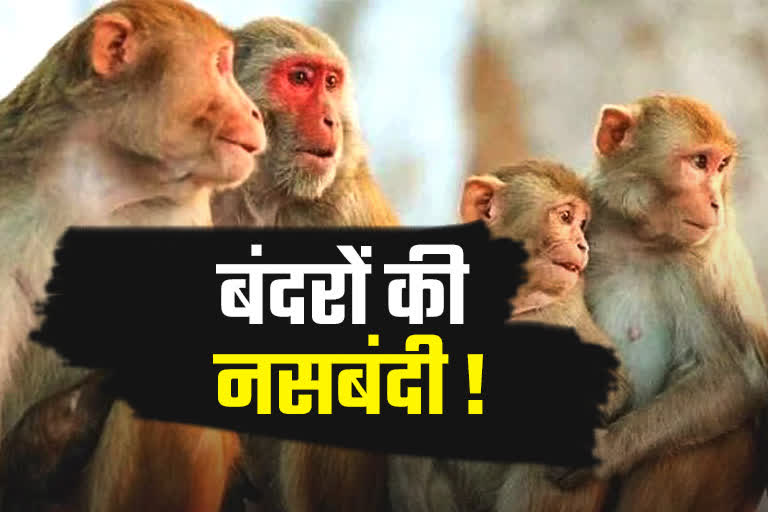 monkey sterilization news