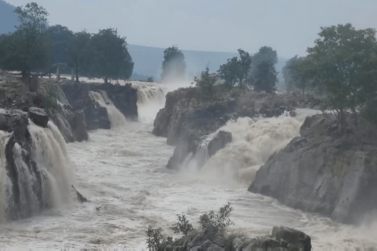 Video: 8,000 கன அடி நீருடன் ஆர்ப்பரிக்கும் ஒகேனக்கல்!