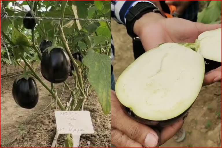 seedless brinjal Production in Karnal