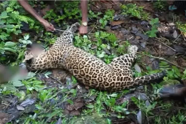 leopard skeletons recovered