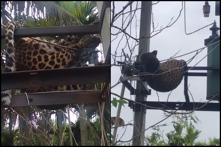 Leopard fell on transformer and died while jumping fromo tree