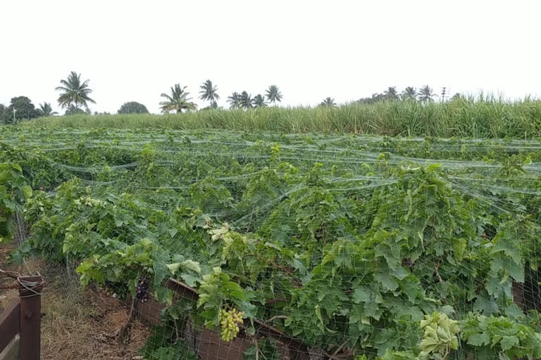 बचावासाठी बागांवर जाळ्यांचे कुंपण