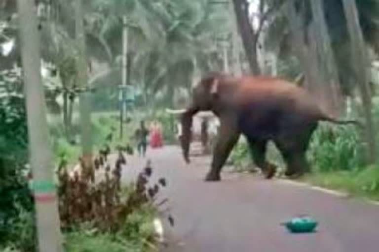 girl student crushed to death by elephants