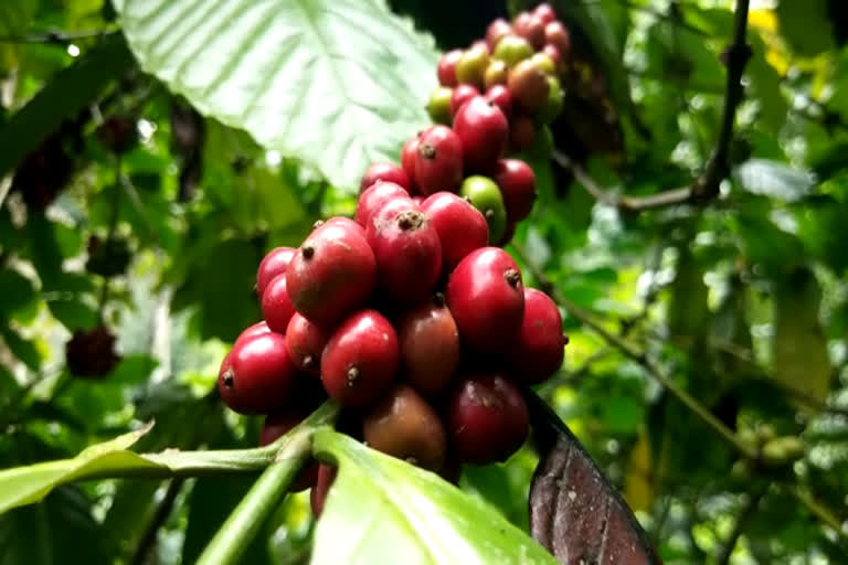 Idukki Coffee farmers facing crisis  Heavy rain affect coffee farmers in Idukki  Heavy rain  Idukki Coffee farmers  coffee farmers in Idukki  ഇടുക്കിയിലെ കാപ്പി കര്‍ഷകര്‍  ഇടുക്കിയിലെ കാപ്പി കൃഷി  കാപ്പി  കായ് പൊഴിച്ചില്‍  കൊക്കോ  റബര്‍  ജാതി  ഗ്രാമ്പു