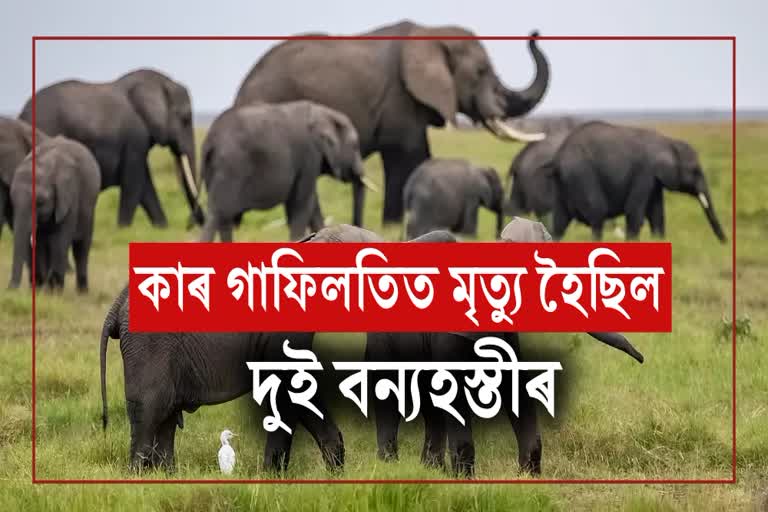 Shocking death case of wild elephant has come to light in Amguri